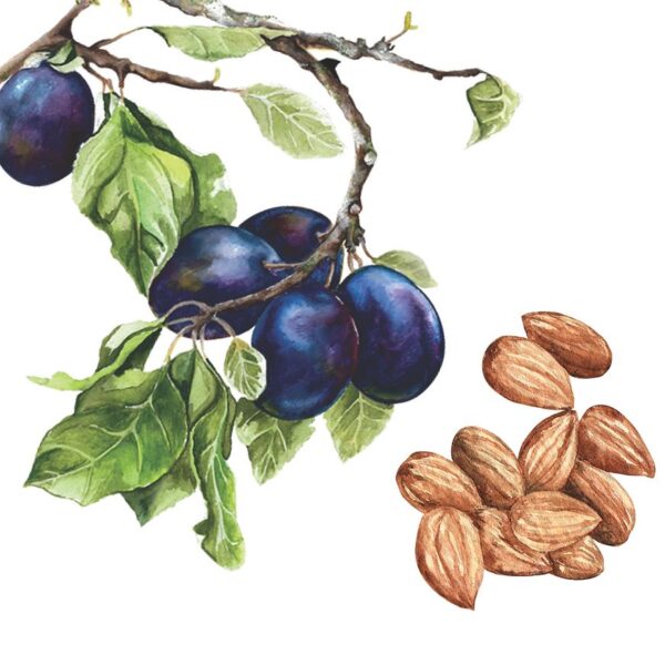 Magyar panyolai magozott aszalt szilva, Balaton-felvidéki mandulával töltve