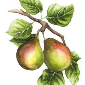 Pere uscate beregi wilms